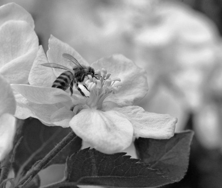 Butinage de fleurs de pommier dans mon jardin en noir et blanc. Avril 2020. Philippe Vander Linden